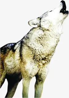 狼长啸仰天高清照片免抠