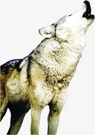 狼长啸仰天高清照片免抠