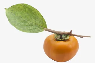 摘柿子图片免抠