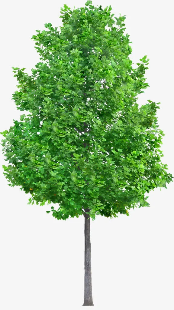 郁郁葱葱的大树免抠
