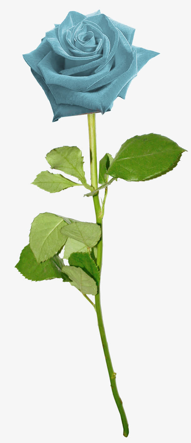 花卉免抠