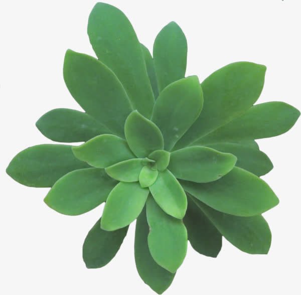 绿色的植物免抠