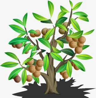 手绘龙眼树免抠