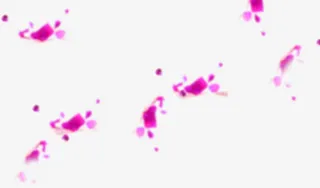 玫红模糊花瓣元素免抠