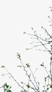 绿色树枝免抠素材免抠