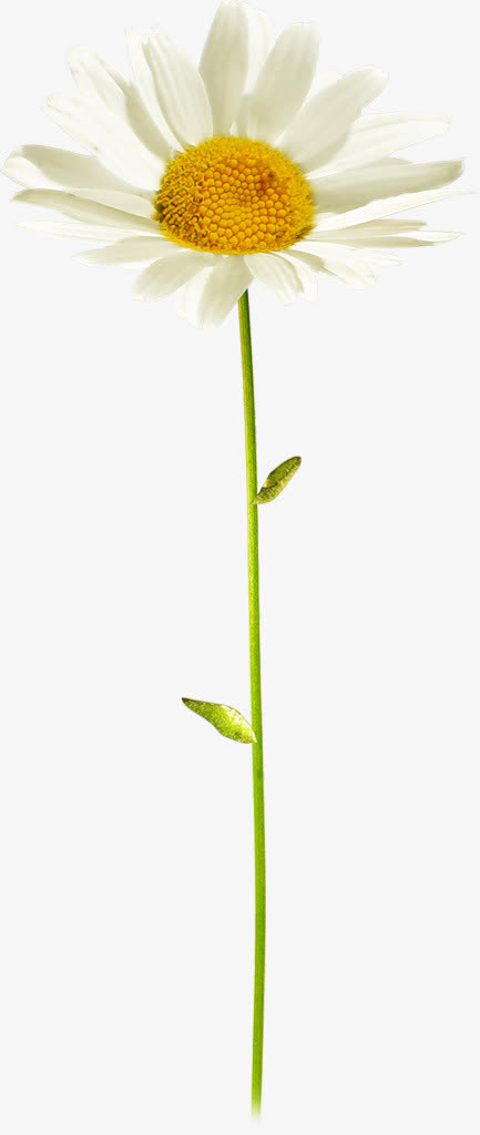 菊花 葵花免抠