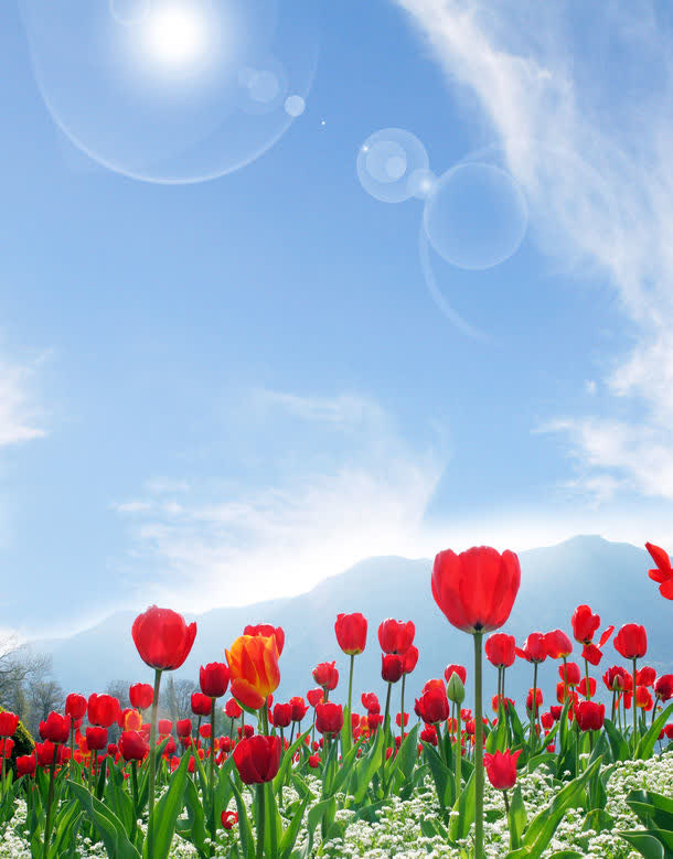 郁金香鲜花背景