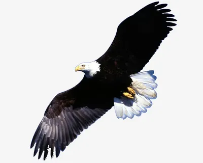 扁平飞鹰免抠