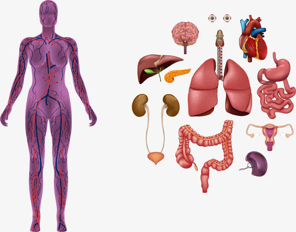 矢量人体内脏解剖免抠