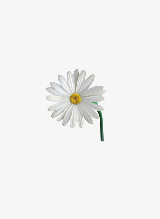 春天花白花向日葵踏青免抠