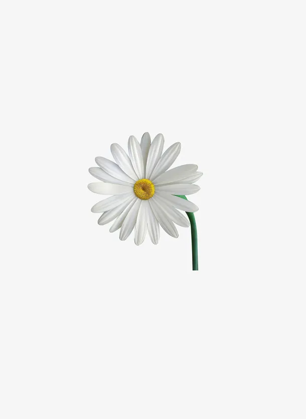 春天花白花向日葵踏青免抠