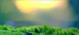 苔藓背景高清