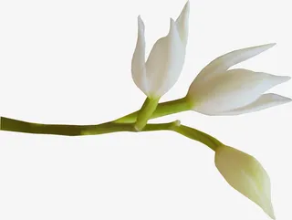 百合花花枝免抠