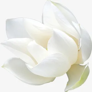 绽放的荷花免抠