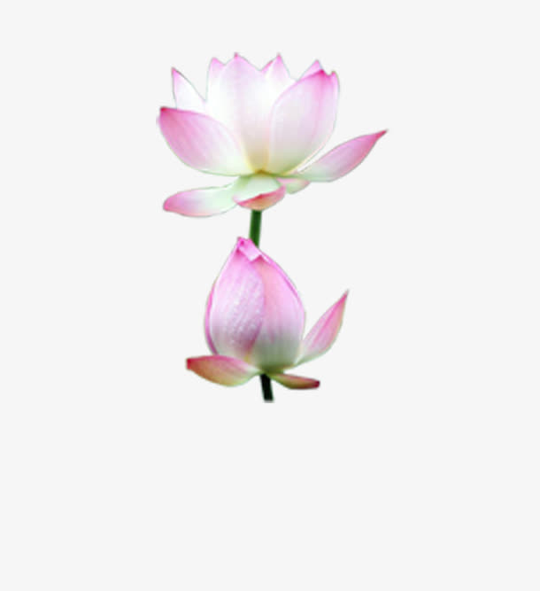 荷花免抠