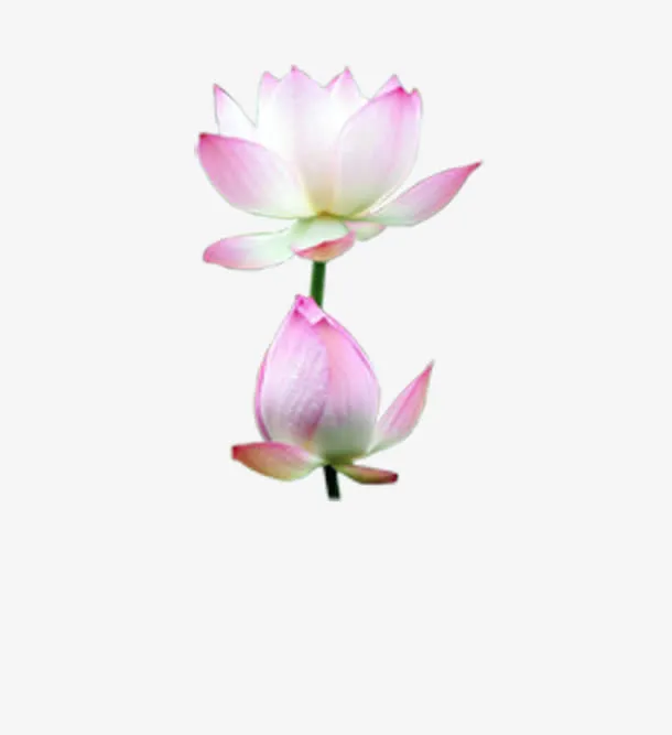 荷花免抠