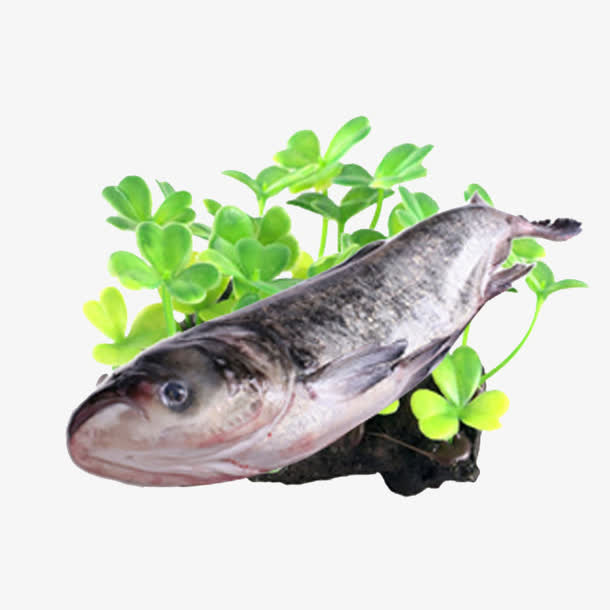 唯美花鲢鱼摄影免抠
