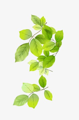 浅绿色叶子树枝免抠