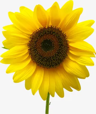 春天乡村黄色向日葵装饰免抠