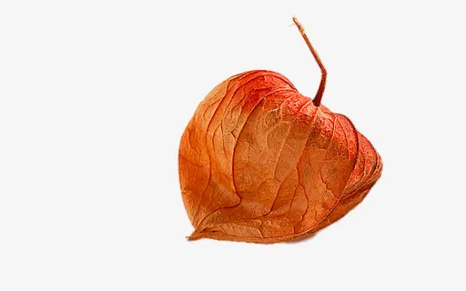 美味灯笼果免抠