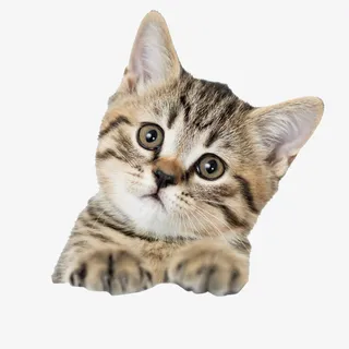 猫猫狗狗PNG猫猫狗狗PNG免抠 猫猫狗狗PNG猫猫狗狗PNG免抠