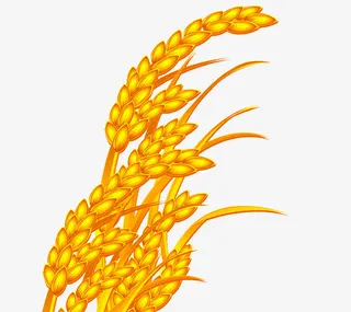 稻穗图片免抠