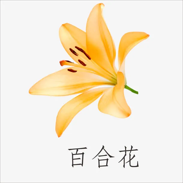 百合花免抠