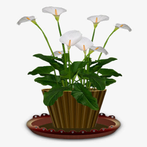 白色马蹄莲免抠