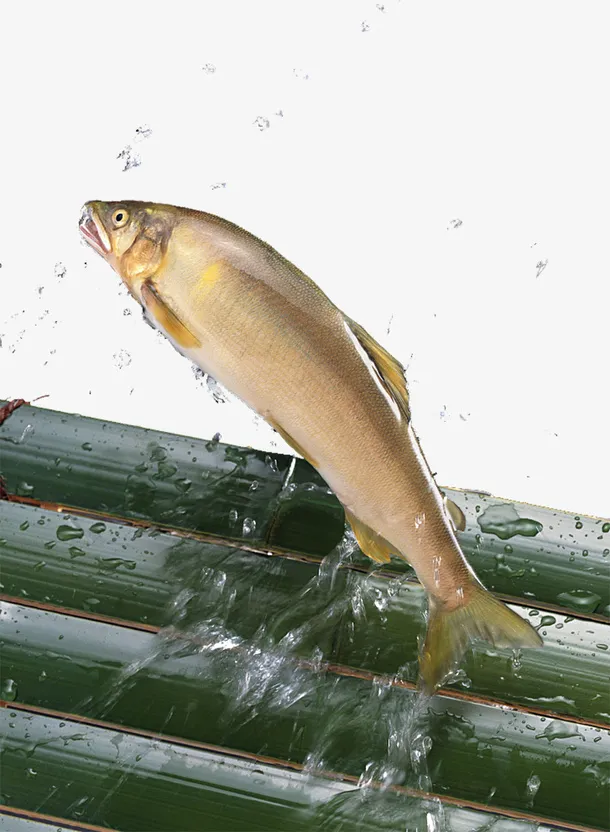 竹排与鱼免抠