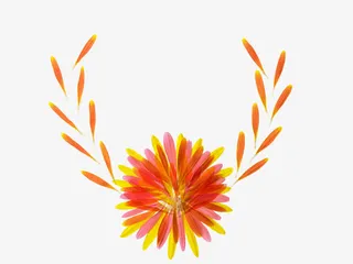 彩色菊花花瓣免抠