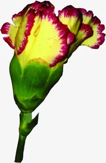 手绘康乃馨花朵美景免抠