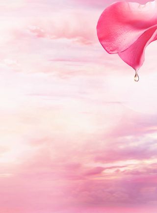 粉色系花瓣背景高清