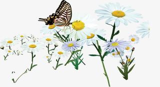 春天花海中的蝴蝶装饰免抠