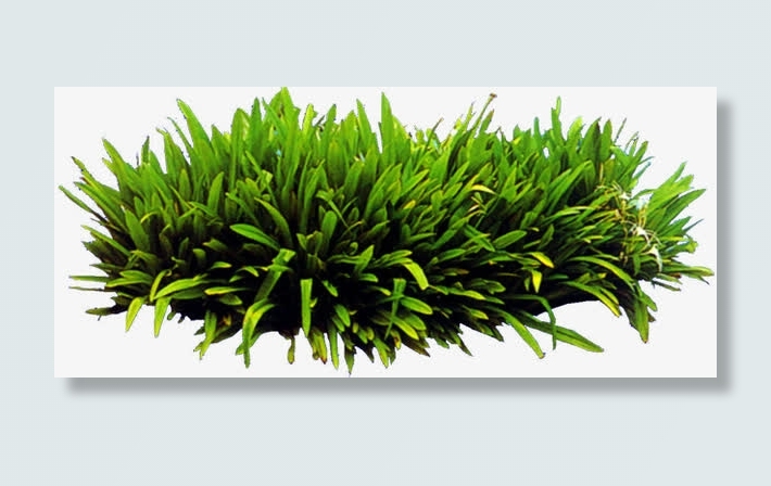 高清摄影绿色草本植物水草免抠