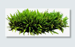 高清摄影绿色草本植物水草免抠