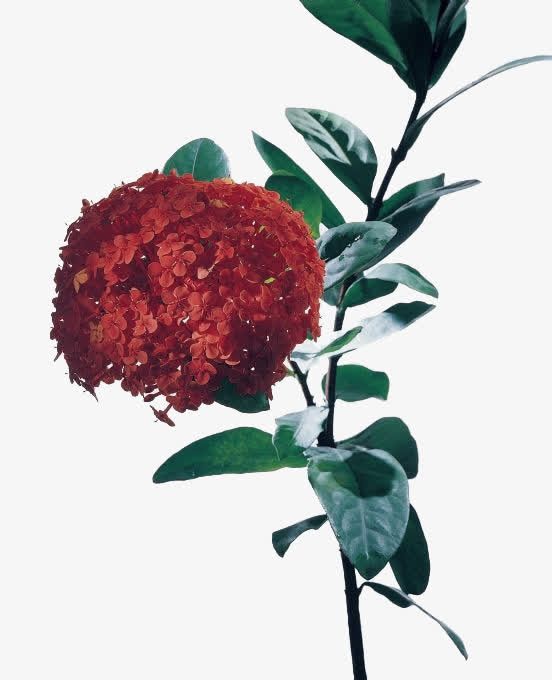 绣球花写真免抠