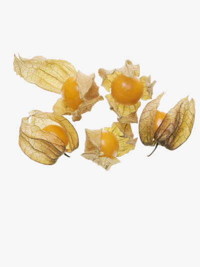 小灯笼果免抠