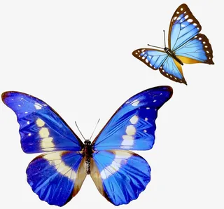 两只蝴蝶图片免抠