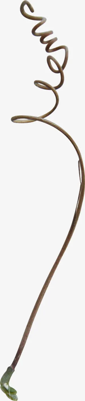 藤条装饰素材免抠