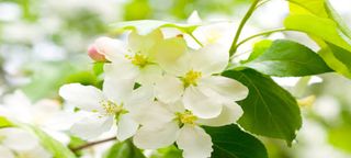 简约唯美白色花朵浅色背景海报背景