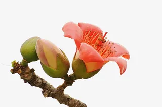 一朵绽放的木棉花带两个花苞免抠