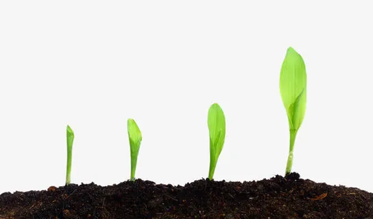 植物生长过程免抠