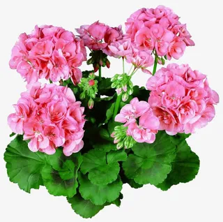 粉红洋绣球花免抠