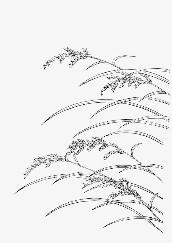 手绘麦穗免抠