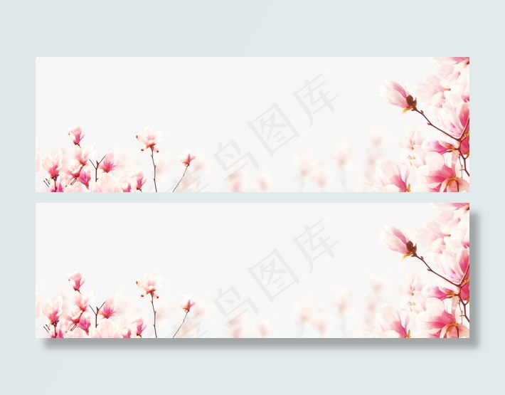 木槿花背景素材