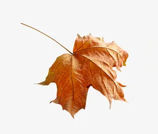 卡通手绘黄色的枫叶免抠