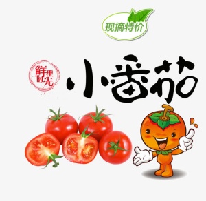 现摘小番茄免抠