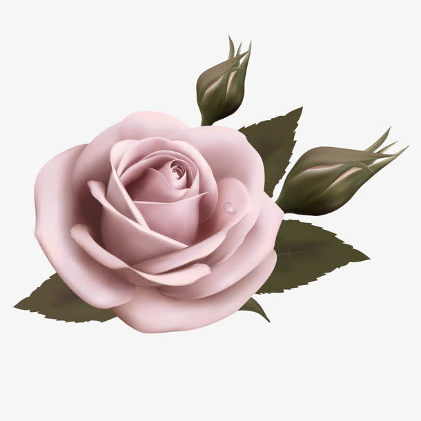 粉色玫瑰花免抠