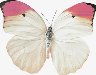 枯蝴蝶装饰素材免抠