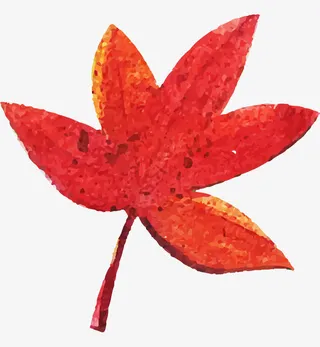 枫叶免抠